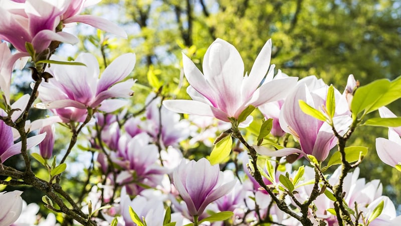 Colorful Flowers