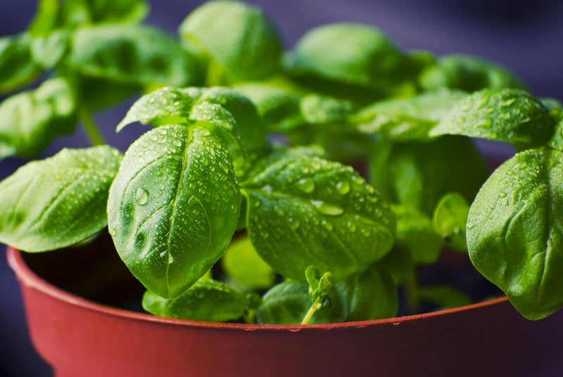 Green Plants